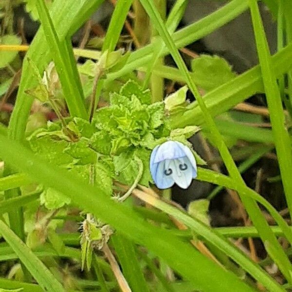 Veronica filiformis ᱵᱟᱦᱟ