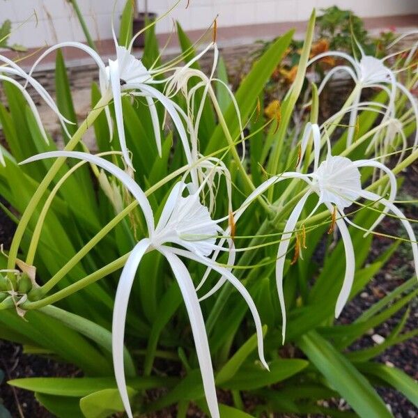 Hymenocallis littoralis Flower