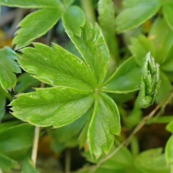 Potentilla aurea Feuille