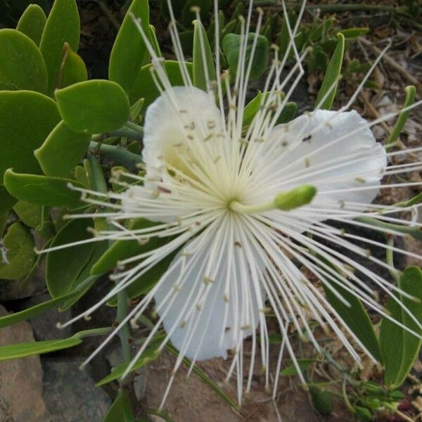 Capparis spinosa Žiedas