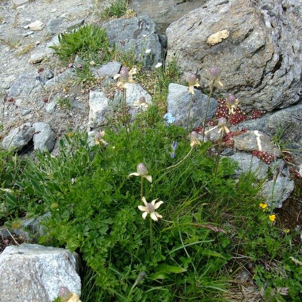 Callianthemum coriandrifolium Іншае