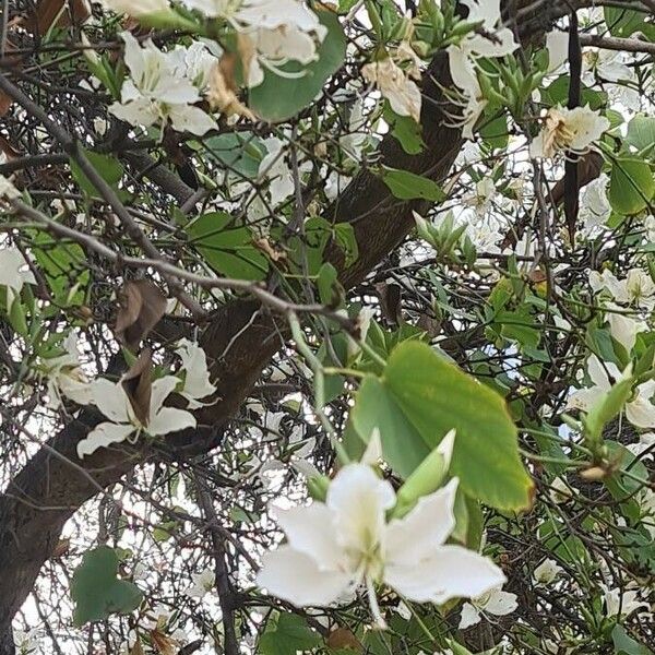 Bauhinia variegata Цветок