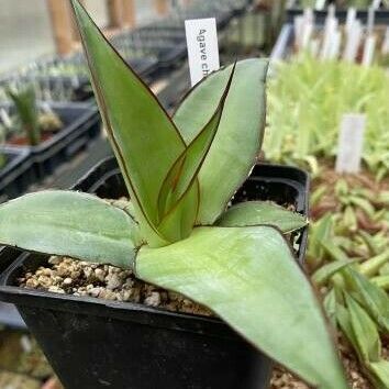 Agave chazaroi 葉