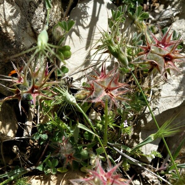 Trifolium stellatum Flor