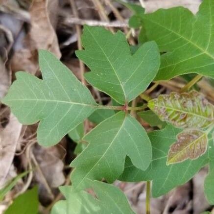 Rhus aromatica Leaf