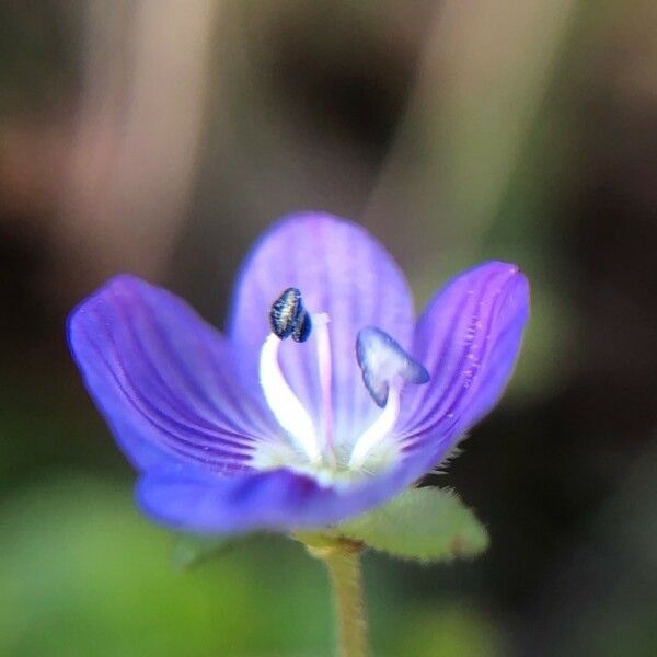 Veronica persica Blomst