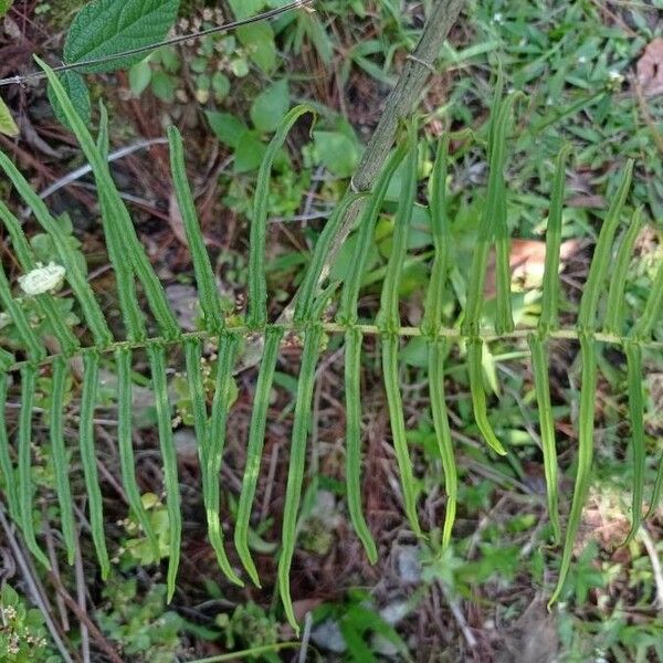 Pteris longifolia Φύλλο