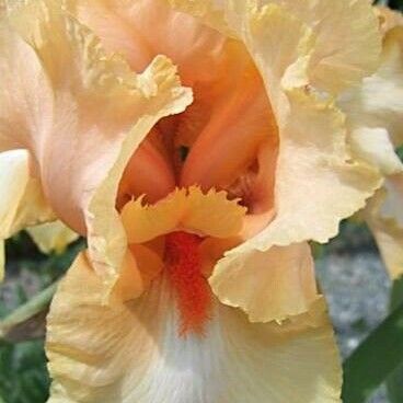 Iris barbatula Flor