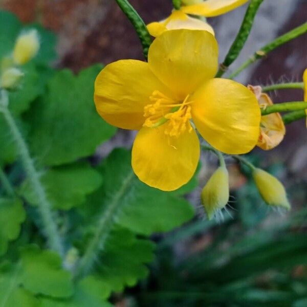 Chelidonium majus Flower