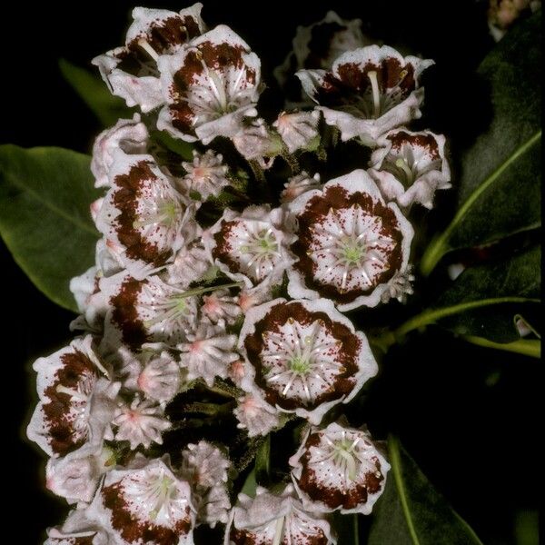 Kalmia latifolia Flor