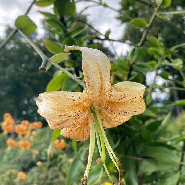 Lilium henryi Floare