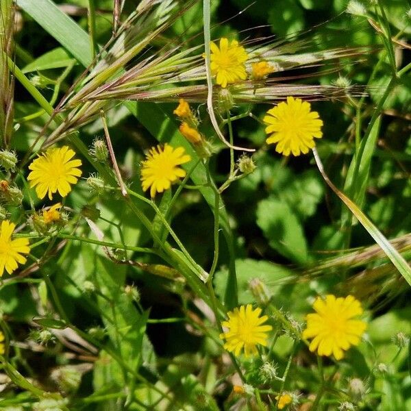 Crepis micrantha Flower