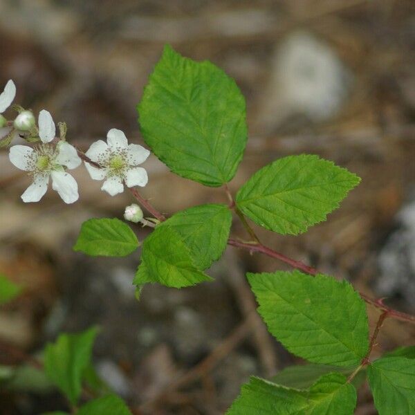 Rubus vigoi