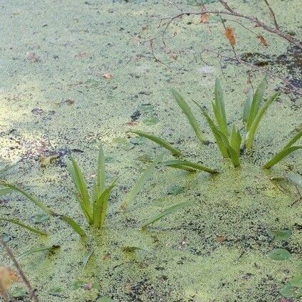 Stratiotes aloides Lapas