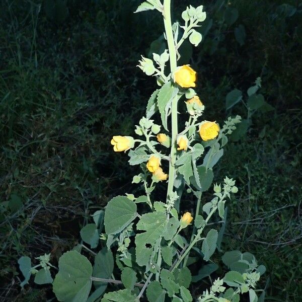 Abutilon pannosum Arall