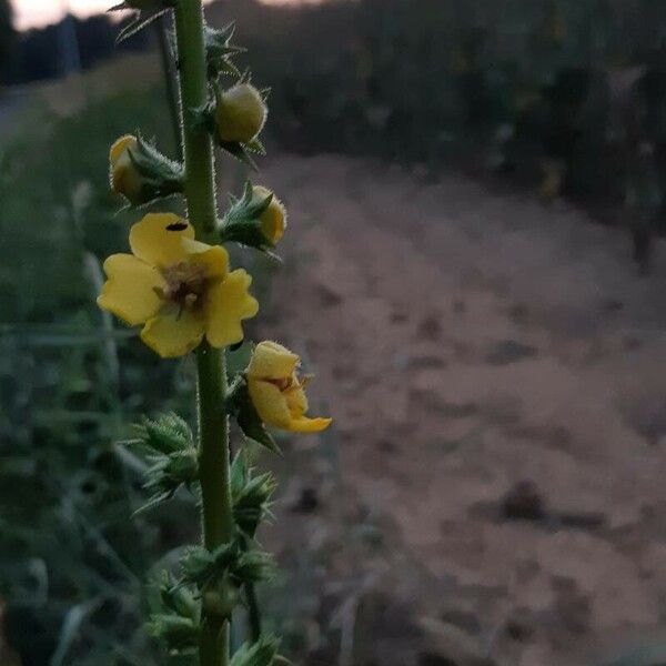 Verbascum virgatum Flor