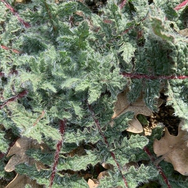 Centaurea benedicta Leaf