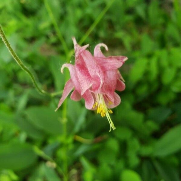 Aquilegia canadensis Flower