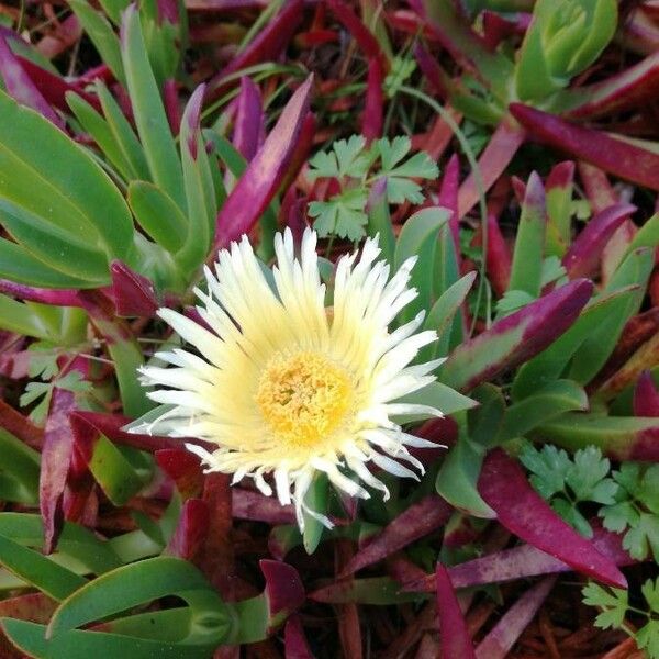 Carpobrotus edulis Kvet