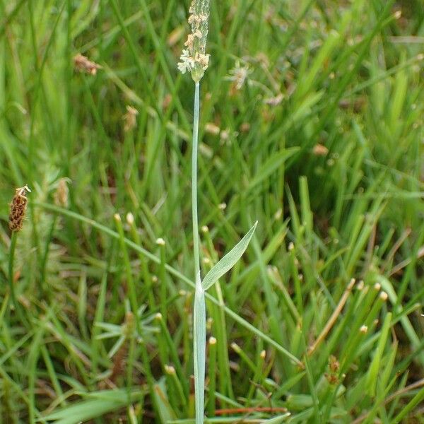 Alopecurus geniculatus Habit