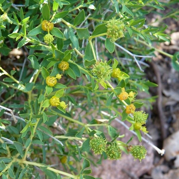 Euphorbia spinosa Other
