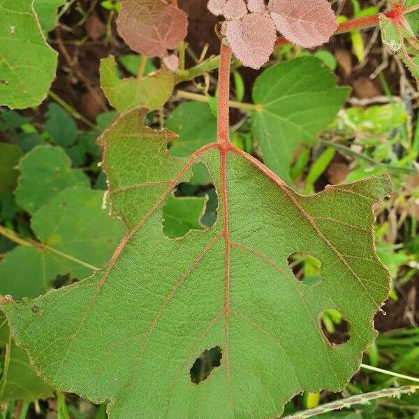 Dombeya rotundifolia Leaf