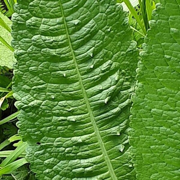 Dipsacus sativus Blatt