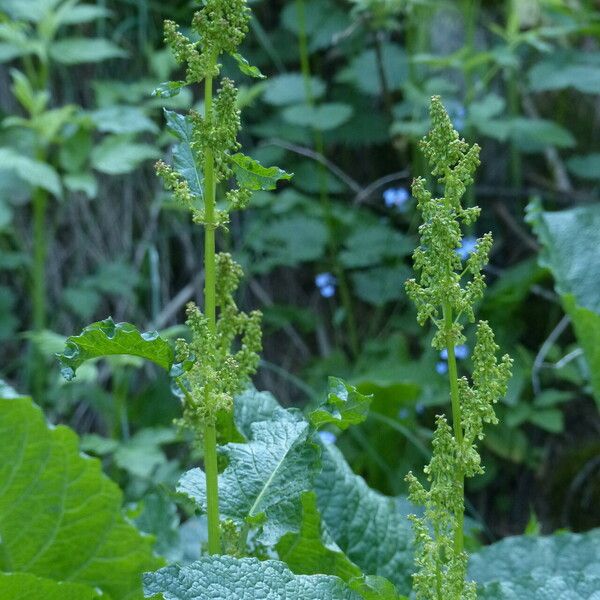 Rumex alpinus Other