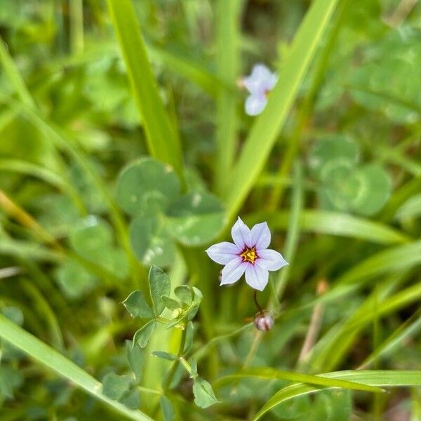 Sisyrinchium rosulatum Flor