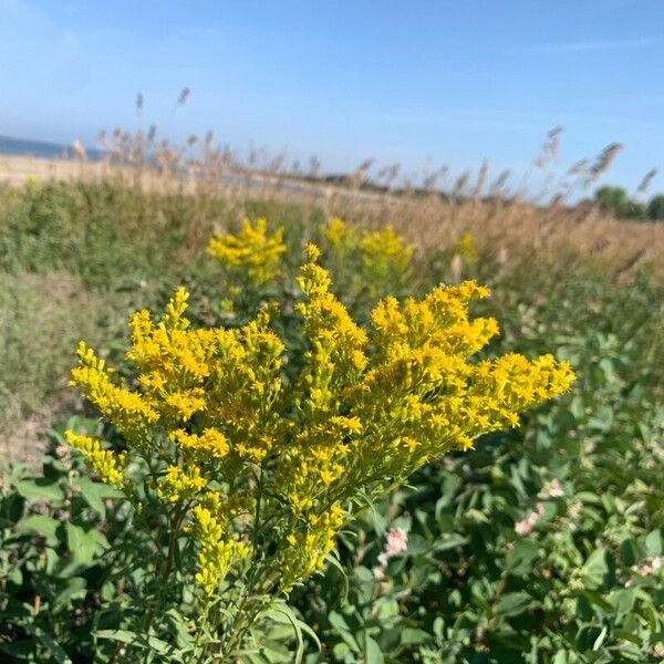 Solidago missouriensis Bloem