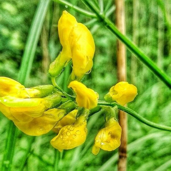 Lathyrus pratensis Flor