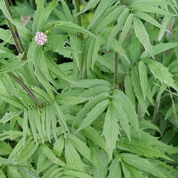 Valeriana officinalis Leaf