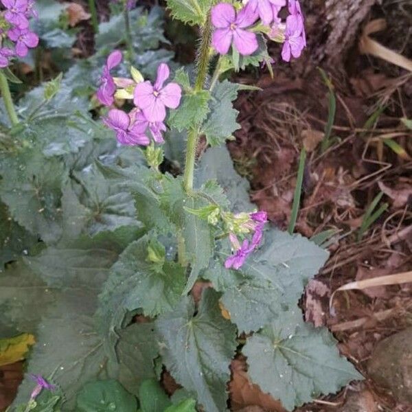 Lunaria annua Flor