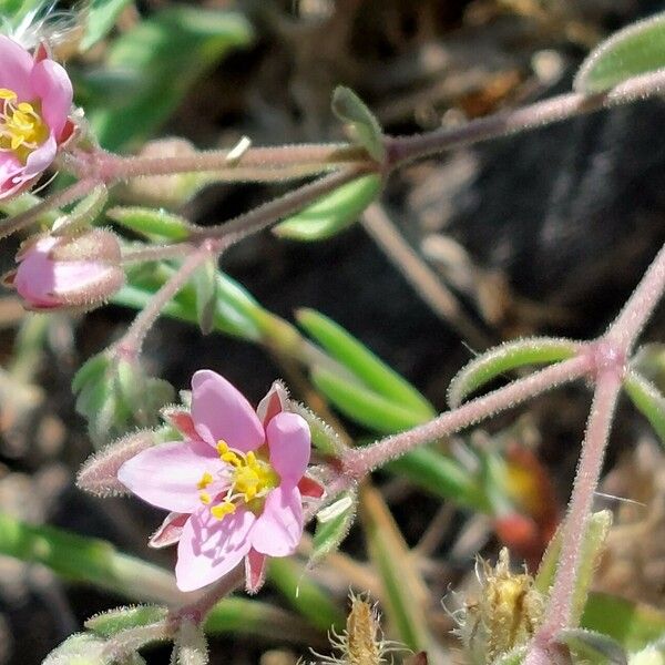 Rhodalsine geniculata Kukka