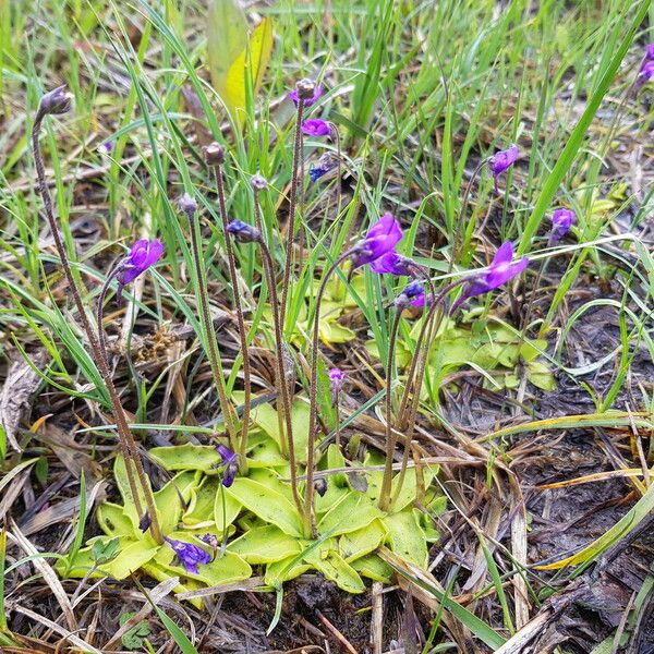 Pinguicula vulgaris Kvet