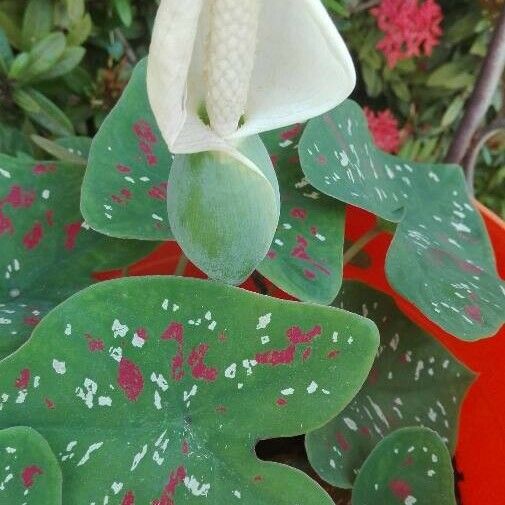 Caladium bicolor Blomma