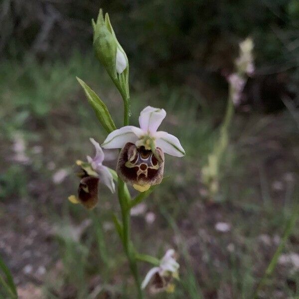 Ophrys holosericea Virág