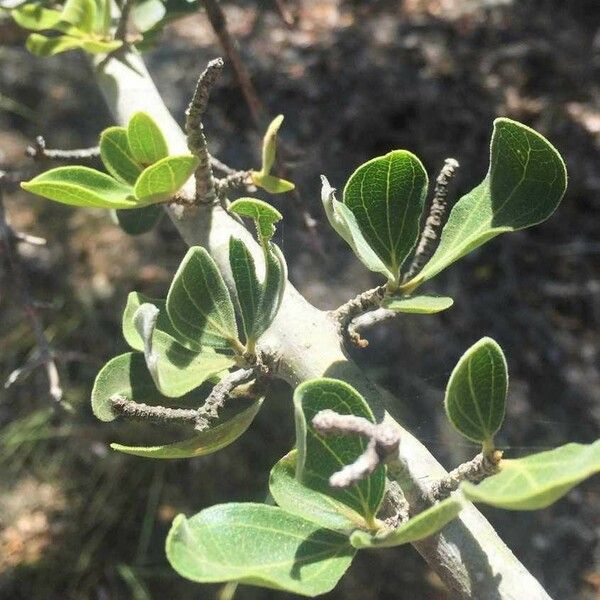 Strychnos madagascariensis Blad