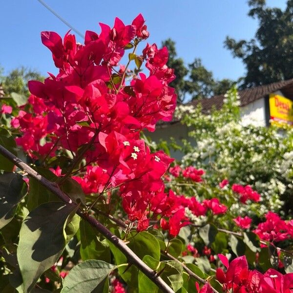 Bougainvillea × buttiana Floro