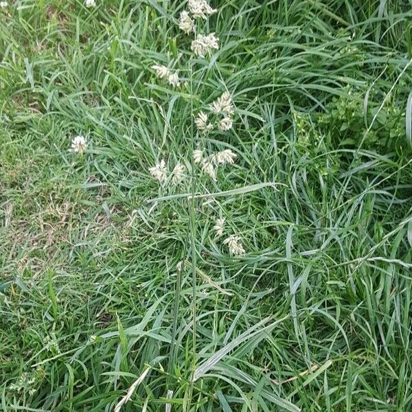 Dactylis glomerata Habit