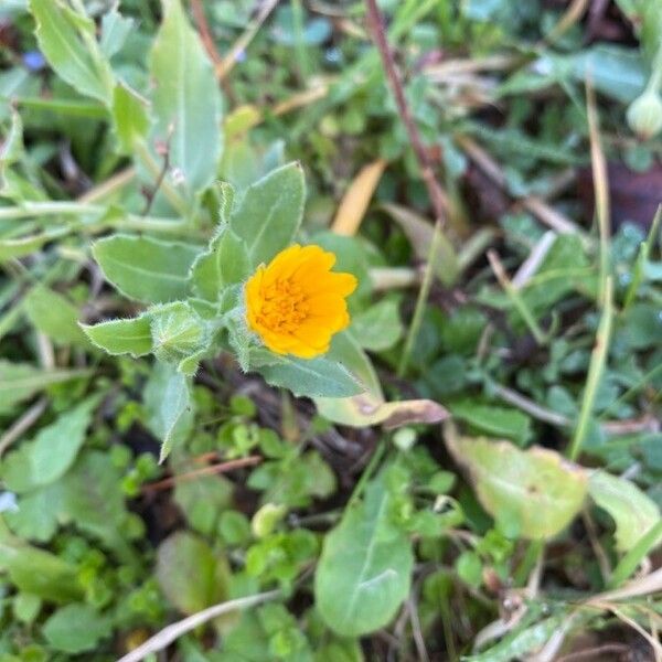 Calendula arvensis Flower