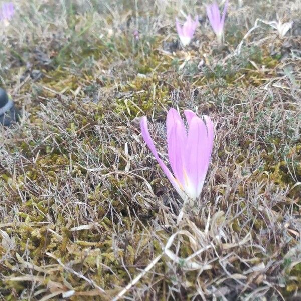 Colchicum lusitanum ফুল