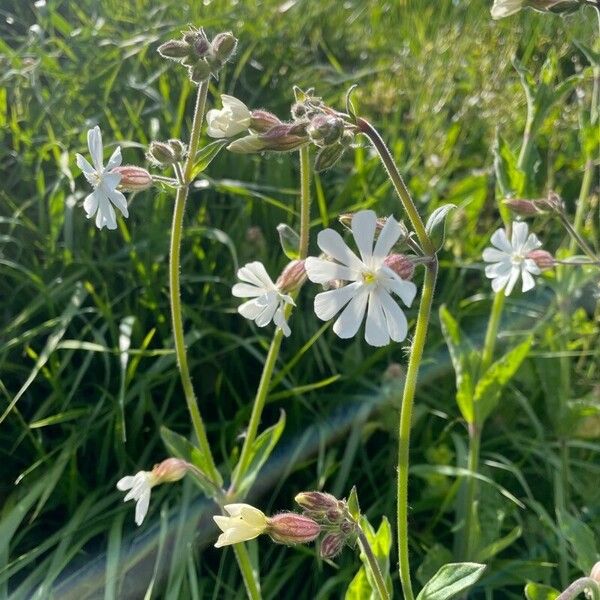 Silene dichotoma Kvet