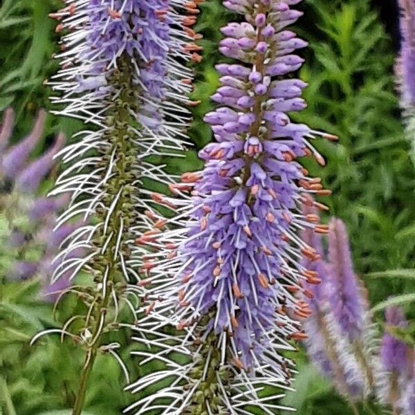 Veronicastrum virginicum Blüte