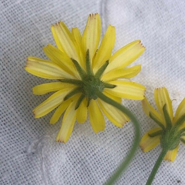 Scorzoneroides autumnalis Bloem