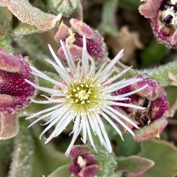 Mesembryanthemum crystallinum Blomst