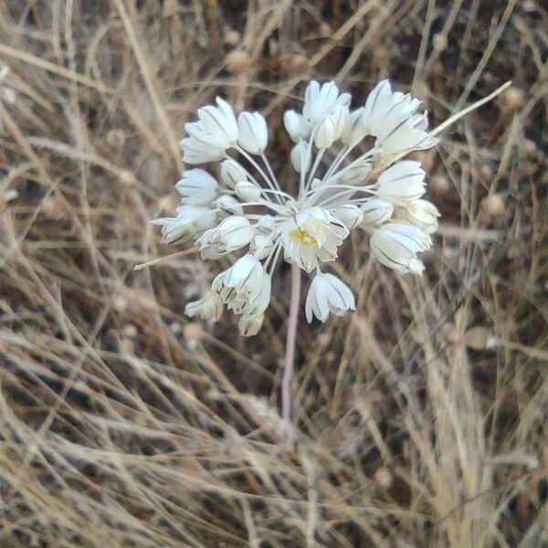 Allium paniculatum Flower