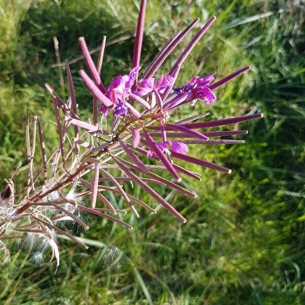 Epilobium angustifolium Цветок