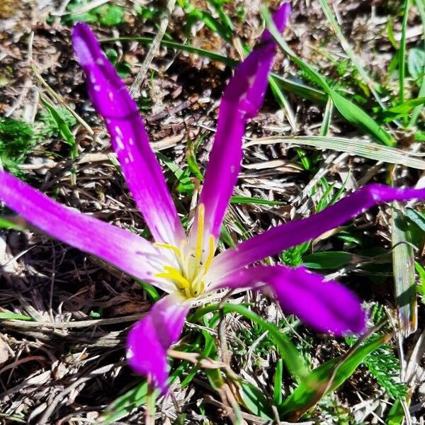 Colchicum montanum 花