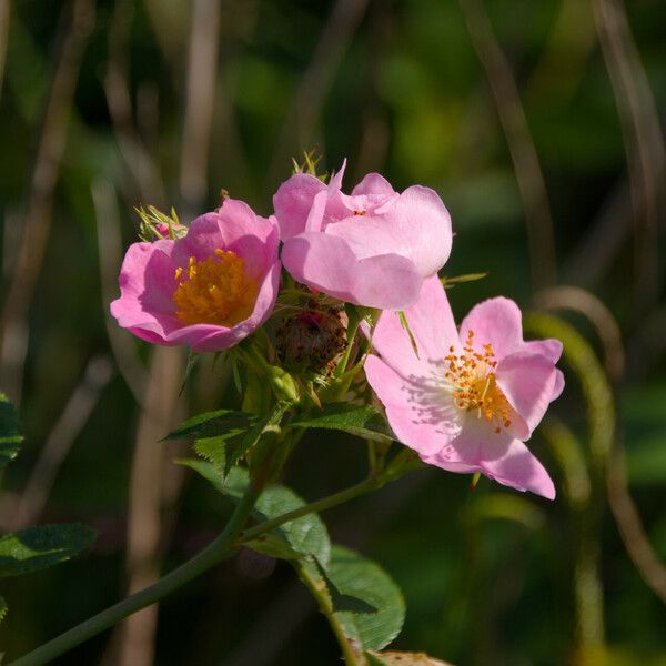 Rubus elegantispinosus Квітка
